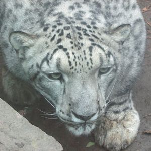 snow leopard