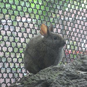volcano rabbit or teporingo