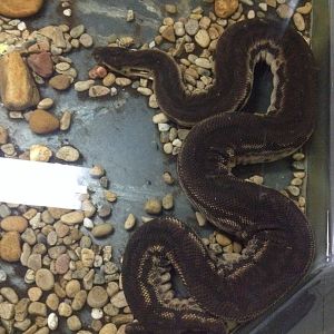 Elephant Trunk Snake (Acrochordus javanicus)