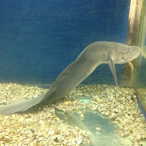 West African Lungfish (Protopterus annectens)