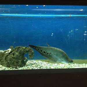 Clown Featherback (Chitala ornate)