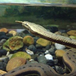 Tentacled Snake (Erpeton tentaculatum)