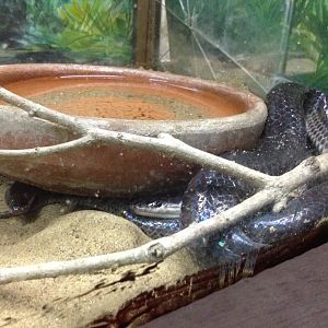 Sunbeam Snake (Xenopeltis unicolor)