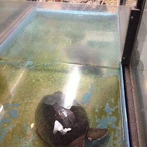 Pig-nosed Turtle enclosure