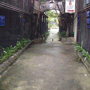 Outside roof parrot enclosures