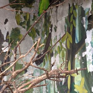 Indian Hanging Lorikeet (Loriculus vernalis)