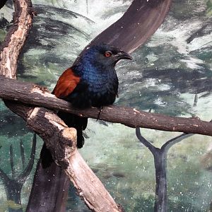 Greater Coucal (Centropus sinensis)
