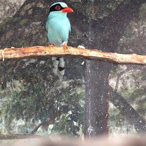 Common Green Magpie (Cissa chinensis)