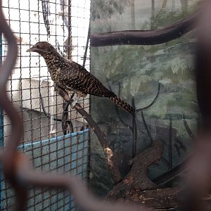 Asian Koel (Eudynamys scolopaceus)