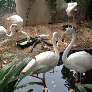 Signed as: Lesser Flamingo (Phoenicoparrus minor)