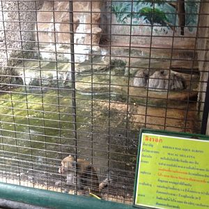 Rhesus Macaque enclosure