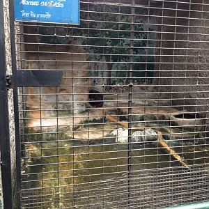 Stump-tailed Macaque enclosure