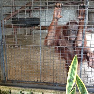 Orangutan enclosure