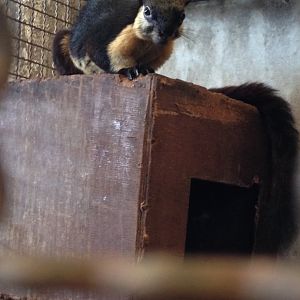 Black Giant Squirrel (Ratufa bicolor)