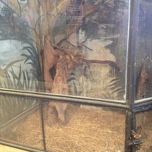 Mouse-deer enclosure (outside roof)