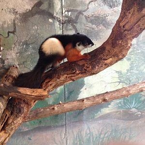 Prevost's Squirrel (Callosciurus prevostii)