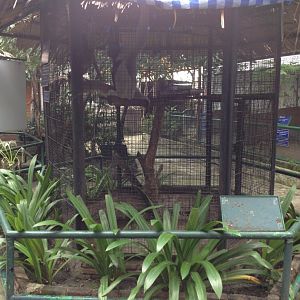 Gibbon enclosure (outside roof)