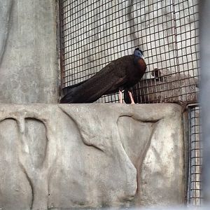 Great Argus (Argusianus argus)