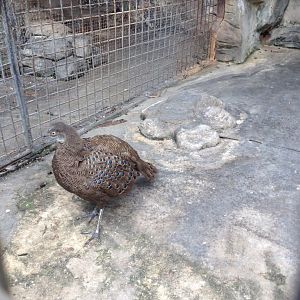 Grey Peacock-pheasant (Polyplectron bicalcaratum)