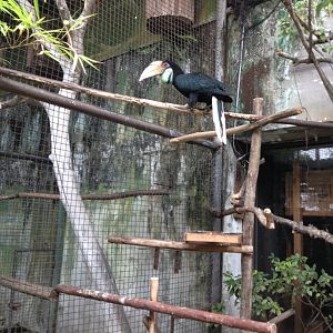 Wreathed Hornbill (?) (Rhyticeros undulatus)