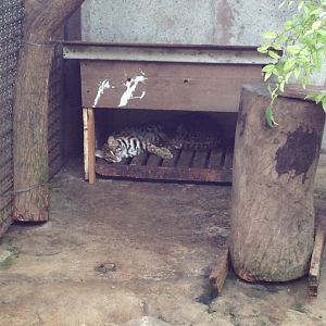 Leopard Cat (Prionailurus bengalensis)