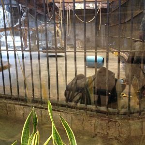Gorilla enclosure (outside roof)