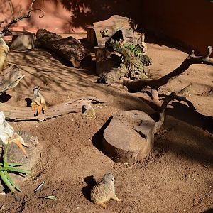 Meerkat Enclosure
