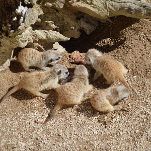 Meerkat Pups