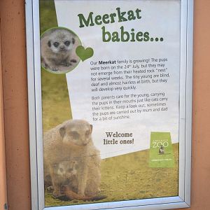 Meerkat Pups Sign