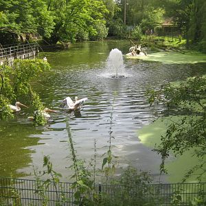 Rostock Zoo - Pelican exhibit