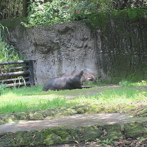baird´s tapir