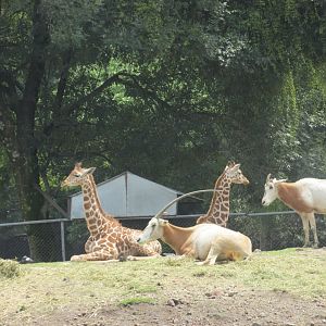 reticulated giraffes and dammah oryx