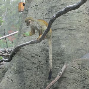 squirrel monkey