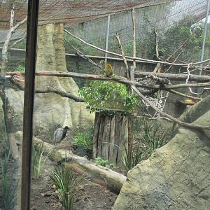 mixed species tropical forest