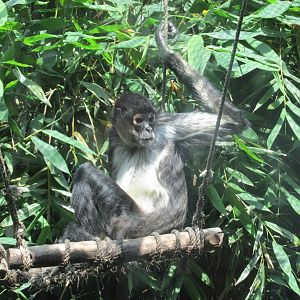 mexican spider monkey