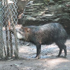 white lipped peccary