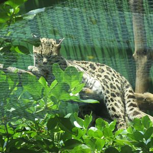 margay