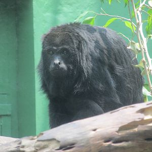 mexican black howler monkey