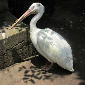 Pelican