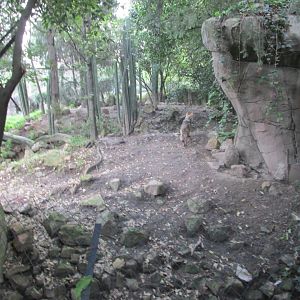 mexican wolf or lobo exhibit