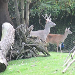 mexican white tail deer
