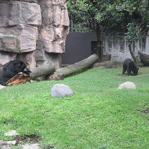 black bears