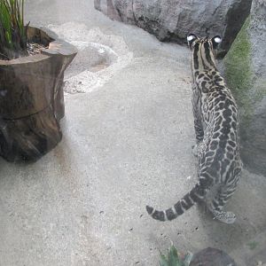juvenile mexican ocelot