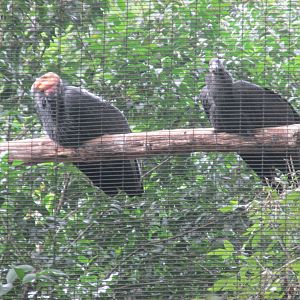 california condor adult and juvenile