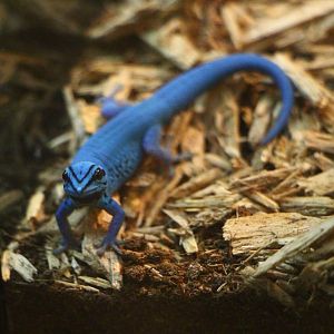 RepTopia - Electric Blue Gecko