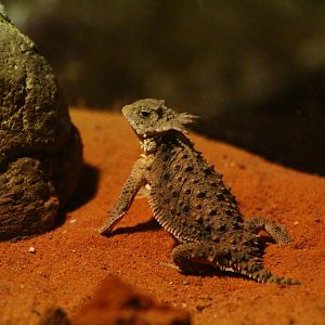 RepTopia - Regal Horned Lizard