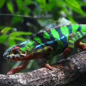 RepTopia - Panther Chameleon