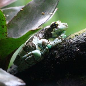 RepTopia - Amazon Milk Frog