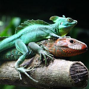 RepTopia - Interspecies Interaction 1