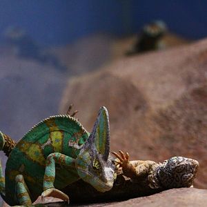 RepTopia - Interspecies Interaction 2